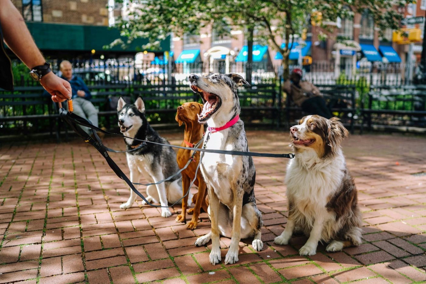 A dog walker holds the leashes of four dogs in a city park.