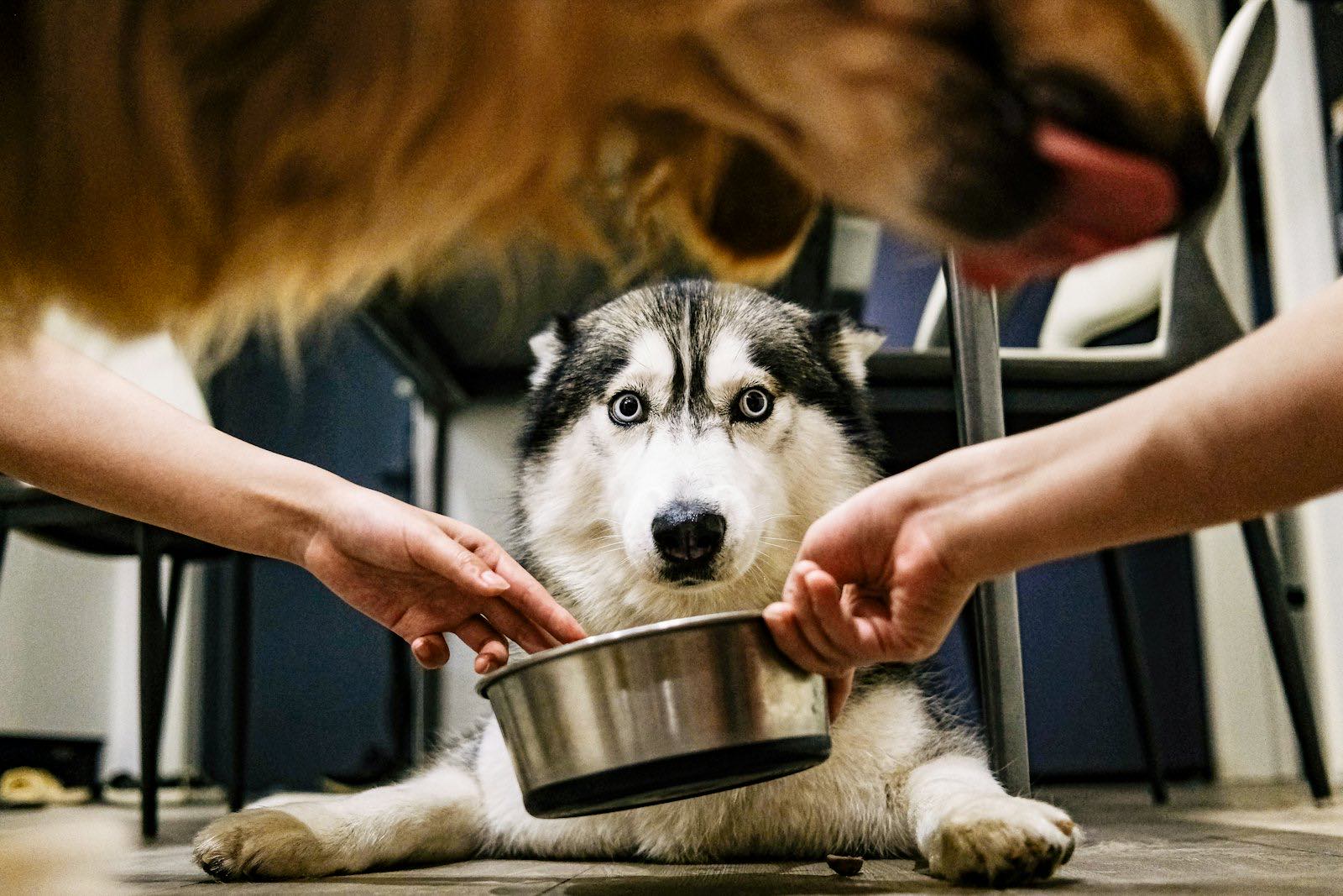Two people set a bowl of food down for a husky.