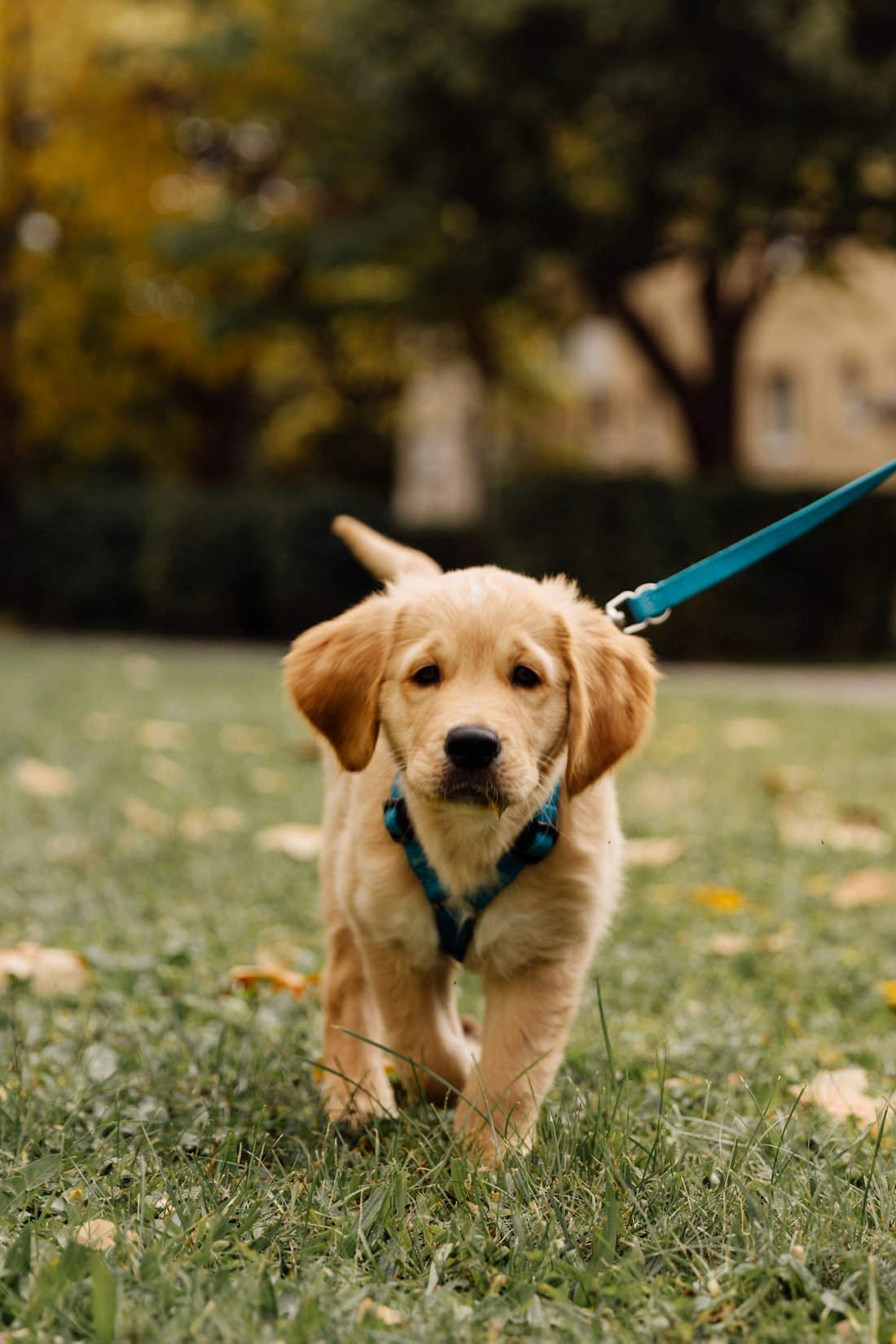 A golden retriever puppy trots across the grass on a leash.