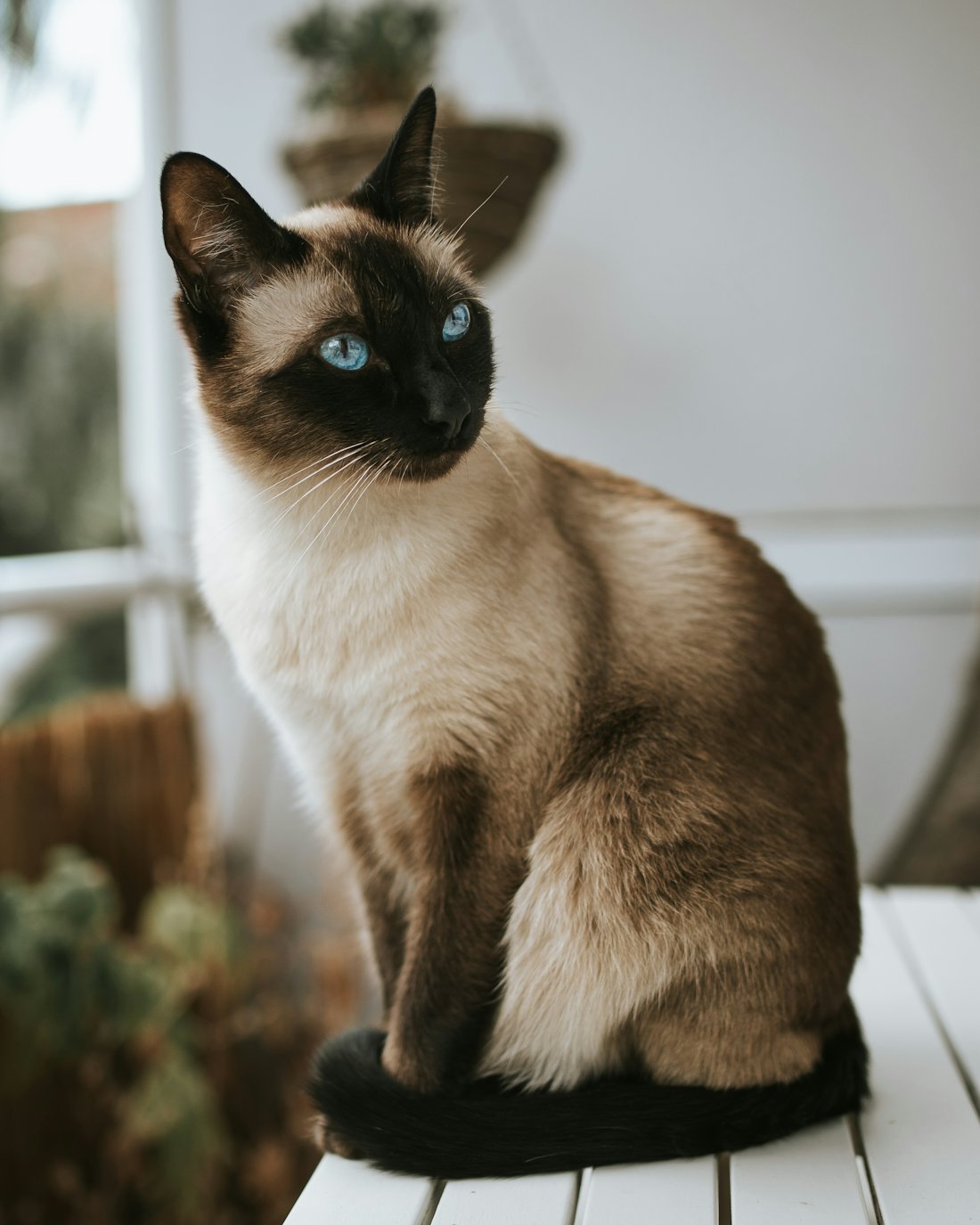 A Siamese cat with blue eyes sits on a cushion.